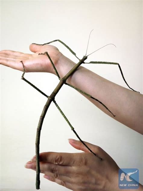 14 Fascinating Stick Insect Facts Fact Animal
