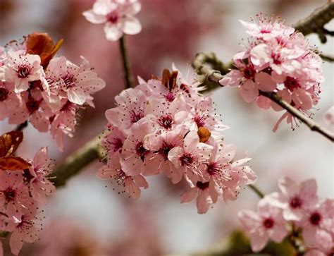 National Flowers China And Taiwan Plum Blossoms Pixdaus Plum