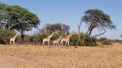 Giraffes The Tallest Animals On The Planet Youtube