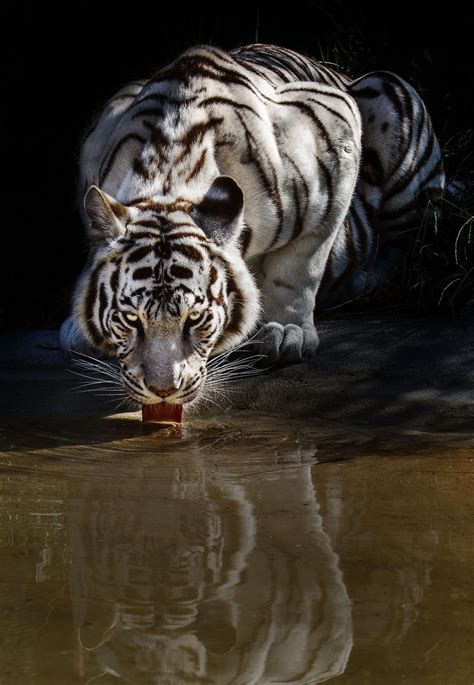 Psbattle A White Tiger Drinking Water Rphotoshopbattles