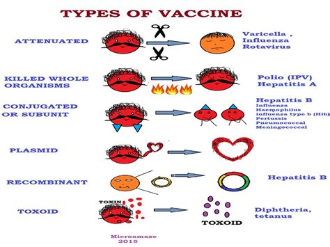 Vaccines of this type are created by inactivating a pathogen, typically using heat or chemicals such two types of hpv vaccine are available—one provides protection against two strains of hpv, the. Microamaze: Types of Vaccines