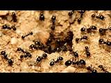 Using Borax To Kill Fire Ants Images