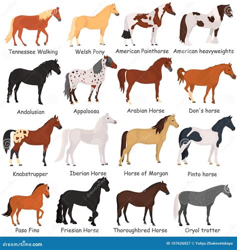 Horse Breeds Infographic Presentation Flat Poster Vector Illustration