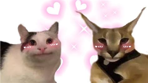 Beluga X Hecker Cat Memes Animal Crossing Anime Character Design