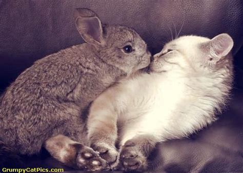 They're both hilarious, adorable animals with a lot of love in their hearts, and. inkspired musings: bunny fever