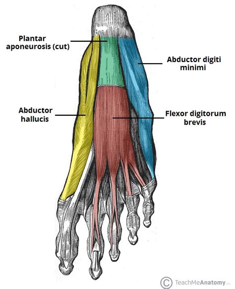 Muscles Of The Foot Dorsal Plantar Teachmeanatomy