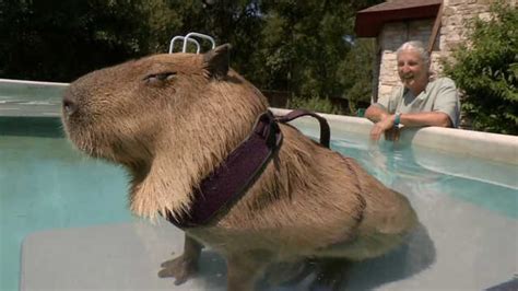 Gary The Capybara Put The Cute In Rodent Preposterous Pets