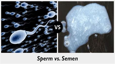 9 crucial difference between sperm and semen in tabular form core differences