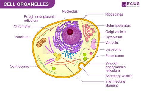 Vacuole In Animal Cell