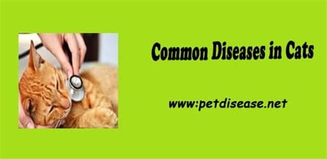 Common Diseases In Cats And What You Need To Know 2023