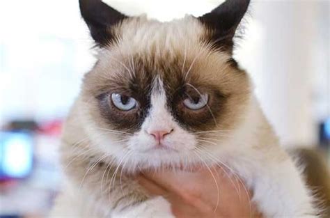 Grumpy Cat Got A Hollywood Movie Deal