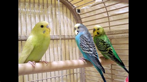 50 Minutes Budgies Parakeets Singing Chirping Talking Relaxing