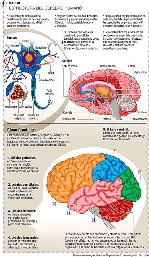 Estructura Del Cerebro Humano Medicine Student Neuroscience Medical