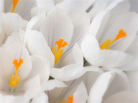 It is one of the most commonly used flowers even today in gardens and flower arrangements. Best White Flower Wallpapers Download | HD Wallpapers