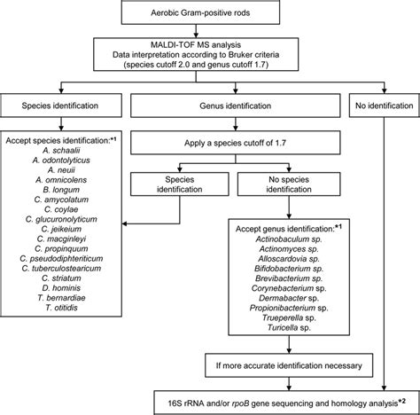 Algorithm For The Identification Of Gram Positive Rods In Routine
