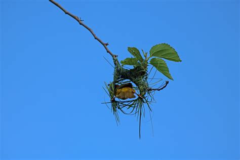 Back Of Yellow Male Weaver On Nest Free Stock Photo Public Domain