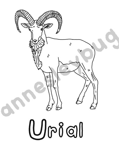 Weird Animals Coloring Pages Digital Download Only Etsy