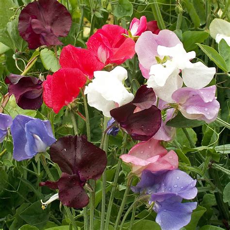 Sweet Peas Seed Mix For Planting Royal Mix Flower Seeds