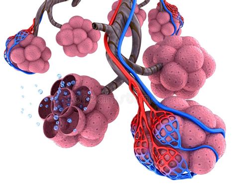 Alveoli Natomy Dellapparato Respiratorio Umano Sangue Che Satura