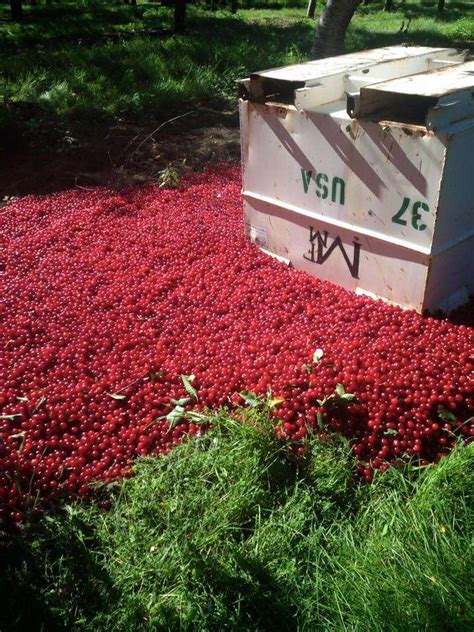 Dumped Cherries A Reminder Of Awfulness Of Usda Marketing Orders