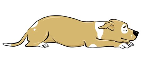 Vector guard puppy head portrait. 5 Dog Sleeping Positions and What They Mean