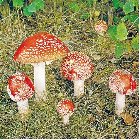Fungus Definition Characteristics Types And Facts Britannica