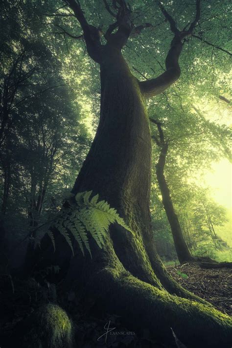 How To Photograph Epic Wide Angle Shots Of Trees Nature Ttl