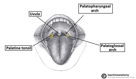 Muscles Of The Soft Palate Lateral View