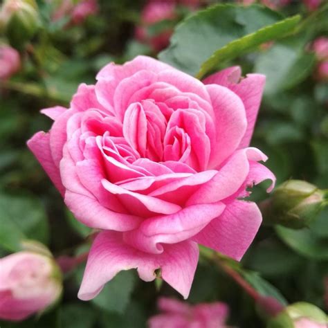 Pink Rose In My Garden So Beautifull