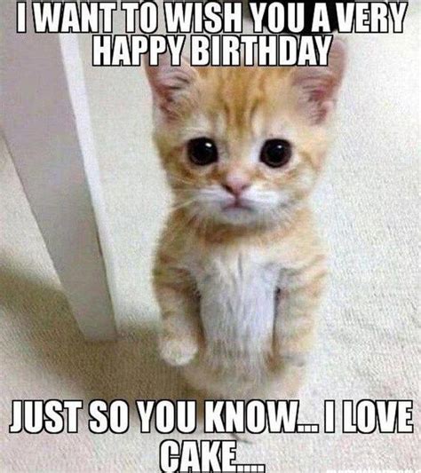 101 Funny Cat Birthday Memes I Want To Wish You A Very Happy