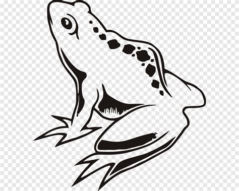 Frog Drawing Graphics Green Frog White Monochrome Png Pngegg