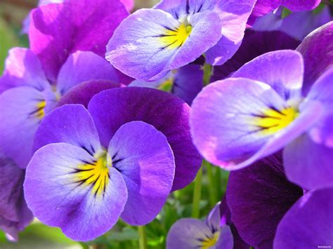 I nomi dei fiori per i bambini sono belli e hanno un significato a volte mistico. Festa delle viole | Garden Tagliabue il Verde