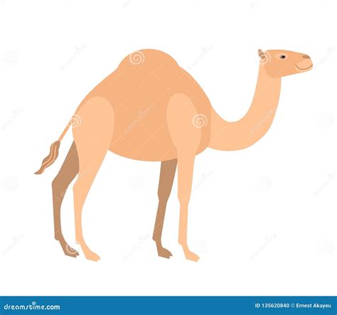 Funny Cute Dromedary Camel Isolated On White Background Wild Smart