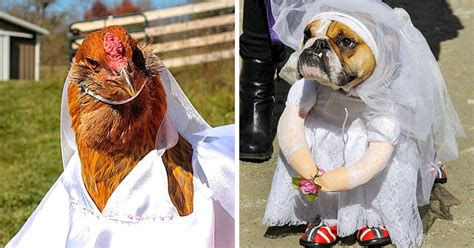 28 Animal Wedding Photos That Totally Beat Yours Bright Side