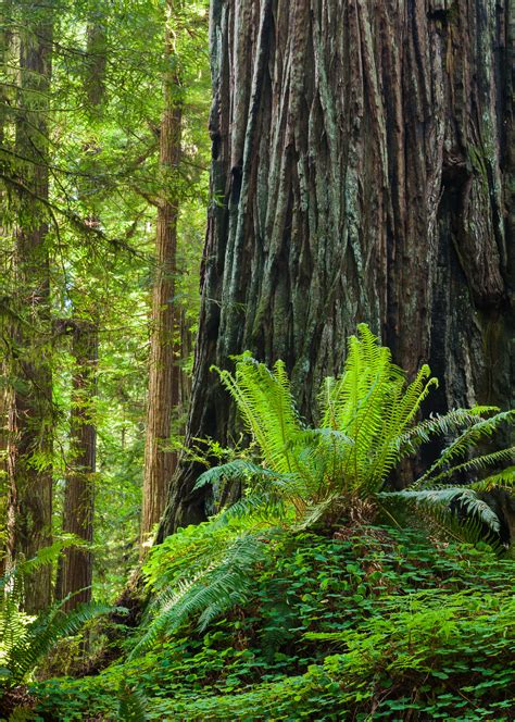Californias Coastal Redwoods