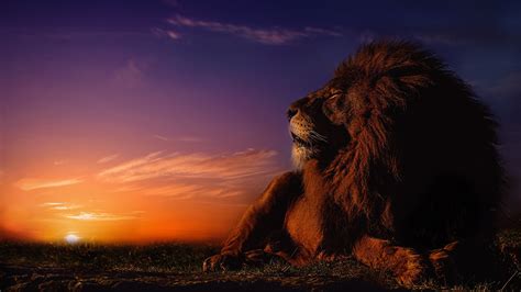 Desktop Wallpapers Lions Sun Sky Sunrise And Sunset 1920x1080