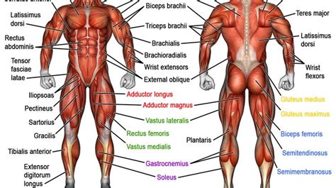 If you are going to perform weight training, you should familiarize yourself with your musculoskeletal system, or at least learn the names of the major muscles that you will be. Muscle names - human anatomy | กล้ามเนื้อ, พยาบาล