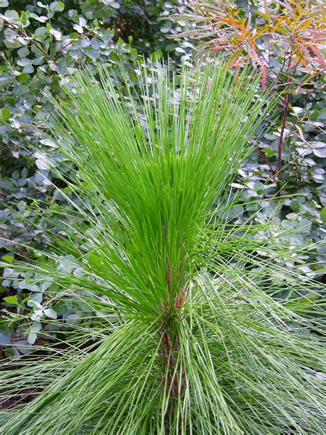 Filelongleaf Pine Pinus Palustris Sapling 2448px Wikipedia