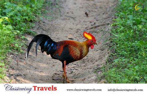 The Sri Lanka Jungle Fowl Is The National Bird Of Sri Lanka And It Is