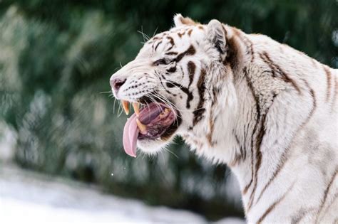 What Does A White Tiger Eat About Agric