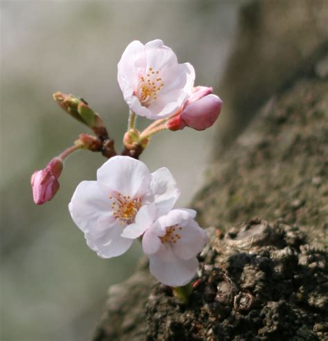 Flowers that grow on trees name. identification - What tree do these little white flowers ...