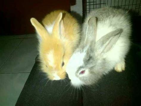 Two Rabbit when im in surabaya cirt