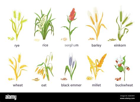 Cereal Agricultural Plants Crop Spikes Ears And Grains Farming