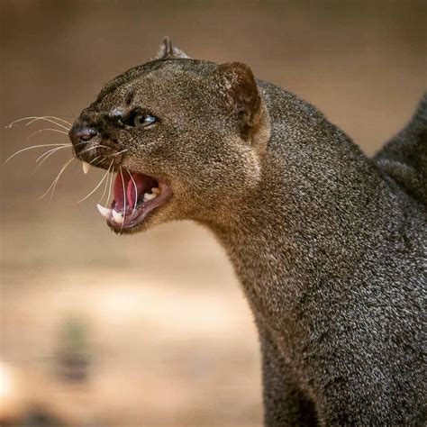 Great Photo Of A Jaguarundi 😲😳 📷 Photo By Lucasl8photos
