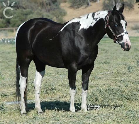 Paint a little bit of the horse's coat and leave the paint on for 24 hours. black paint horse with blue eyes | Horses - Painted ...