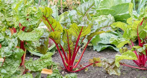 A Simple Guide To Growing Rhubarb That Even Beginner