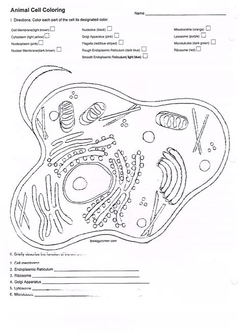 Cell Organelle Coloring Worksheet