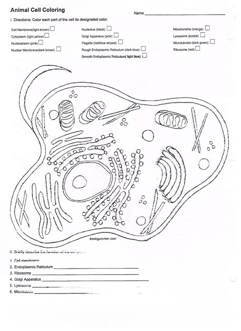 Cell Organelle Coloring Worksheet 232 Page | Worksheets Samples