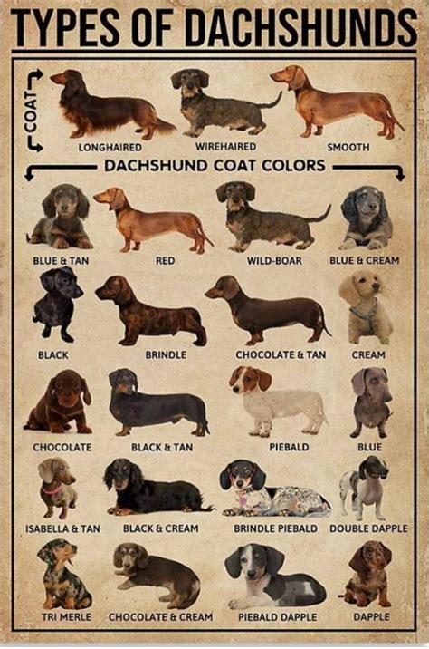 Types Of Dachshunds Rcoolguides