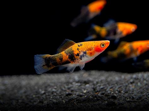 Koitri Swordtail Packs Of 5 Aquaticheavens